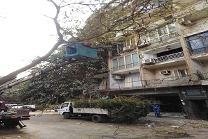 تقليم وتهذيب الأشجار بشارع طه حسين