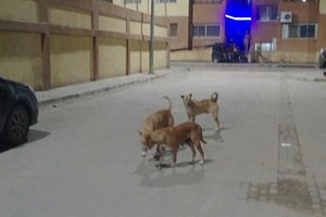 حملة مكبرة للقضاء على الكلاب الضالة بالحي