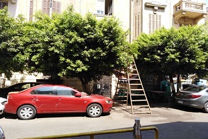 قص وتهذيب أشجار شارع الحرس