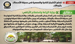 حقيقة قطع الأشجار النادرة والمعمرة في حديقة الأسماك بالزمالك