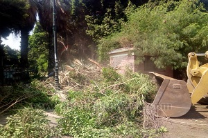 حملة لنظافة وتشجير حي المعادي