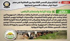 حقيقة انتشار مرض الحمى القلاعية بين الماشية في مصر