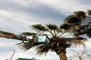 أعمال تقليم الأشجار ورفع مخلفات ناتج التقليم 