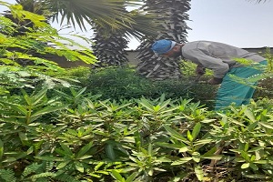 استعادة المظهر الحضاري لشوارع الحي  