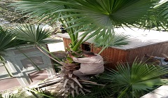 زيادة المساحات الخضراء ببعض شوارع الحي