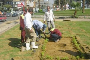 زراعة مسطحات خضراء بكورنيش التبين 