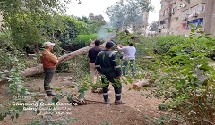 سقوط شجرة بدون خسائر في شارع سعيد حلمي