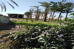 ازالة التعديات الواقعة على الاراضى الزراعية