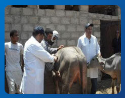 مشروع التأمين على الحيوانات المعده للذبح