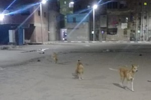 حمله للقضاء على الكلاب الضاله بالحي