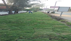 حملة للتشجير والتجميل للجزر الوسطى وتحسين المظهر العام 