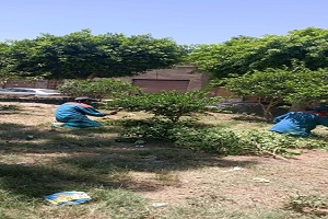 حي الخليفة يقوم بتقليم ونظافة حدائقه