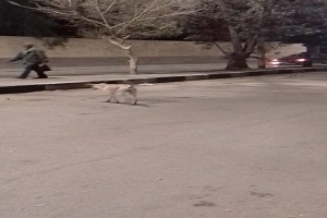 حي طره يشن حملة مكبرة ويتخلص من الكلاب الضالة