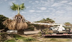 تقليم وقص الأشجار والنخيل بحي التبين