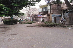 تهذيب وتقليم أشجار شارع الشيخ معروف