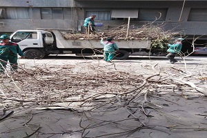 تقليم ورفع مخلفات أشجار جاردن سيتي