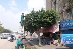 أعمال تقليم للاشجار بشارع الحرية بالحي