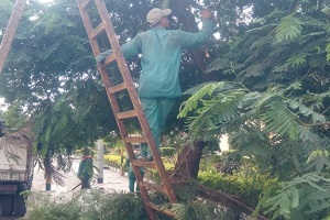 صيانة وتطوير المسطحات الخضراء بالحي