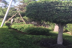 حي الخليفة يقوم بتهذيب الأشجار بميدان صلاح الدين