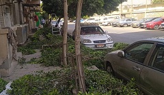 تقليم وتهذيب أشجار الحى