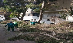 تقليم وتهذيب الأشجار بنطاق الزمالك