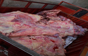 إعدام 28 كيلو لحوم فاسدة في حملة بيطرية بحي التبين