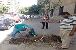 نظافة وزراعة أشجار جديدة بالحى