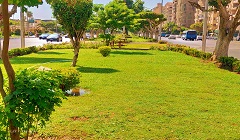 تطوير ورفع كفاءة الزروعات بشارع الخليفة المأمون