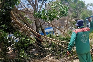 حملة مكبرة لتقليم الأشجار وصيانة اعمدة الانارة بحي شرق مدينة نصر