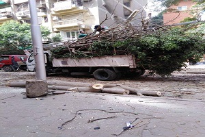 التعامل مع شجرة تمثل خطورة 