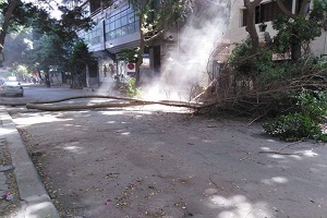 تقليم أشجار شارع حسن صبري