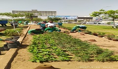 هيئة النظافة تجمل «محور العروبة» بزراعة الاحواض التجميليةعلى طول الطريق