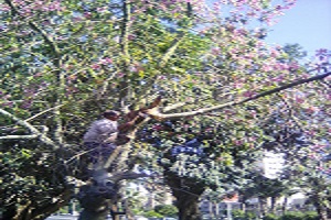 متابعة أعمال تقليم الأشجار والنخيل بحي مصر القديمة