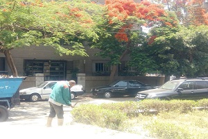 صيانة وتطوير المسطحات الخضراء بحي مصر الجديدة