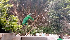 توسعة وزراعة المساحات الخضراء لخلق بيئة نظيفة بالحي