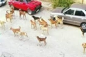 حملة للقضاء على الكلاب الضالة بحي التبين