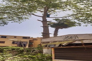 حي الساحل يقوم بحمله نظافه ببعض الشوارع