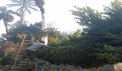 تهذيب الأشجار داخل مشتل الحرية