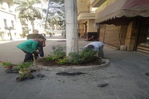 زراعة وتقليم الأشجار