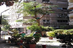 تقليم وتهذيب الأشجار بالزمالك