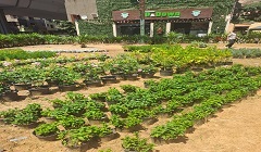 تدشين مبادرة "اتحضر للاخضر" بمثلث المقريزي بمنشية البكري