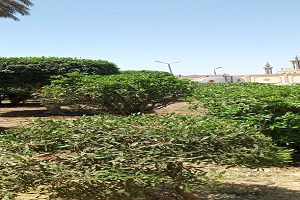 رفع كفاءة الشارع والاهتمام بالمساحات الخضراء