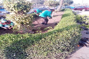 تكثيف المغروسات وتقليم الأشجار من أجل تجميل شوارع الحي