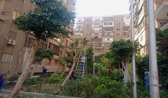 القيام باعمال للزراعة وتقليم الأشجار والنخيل ببعض شوارع المنطقة الجنوبية 