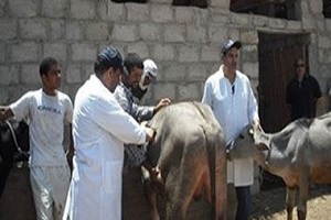 حملة لتحصين الماشية ضد الحمى القلاعية والوادي المتصدع