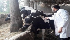 مديرية الطب البيطري: تحصين رأس الماشية ضد مرض الجلد العقدي