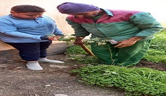 زراعة وتقليم الأشجار بشوارع ومدارس المنطقة الشماليه