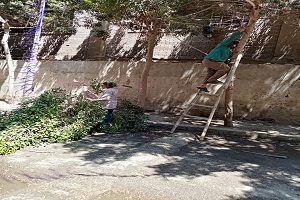 رفع كفاءة الشارع والاهتمام بالمساحات الخضراء