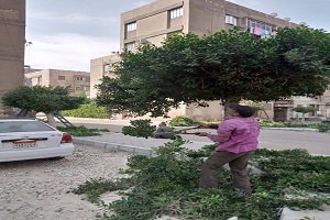 حملة لتهذيب الأشجار ببعض مناطق الحي
