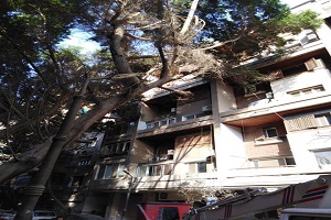 تقليم وتهذيب الأشجار بالحي